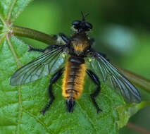 Image of Laphria sericea Say 1823