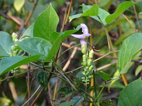 Imagem de Canavalia ensiformis (L.) DC.