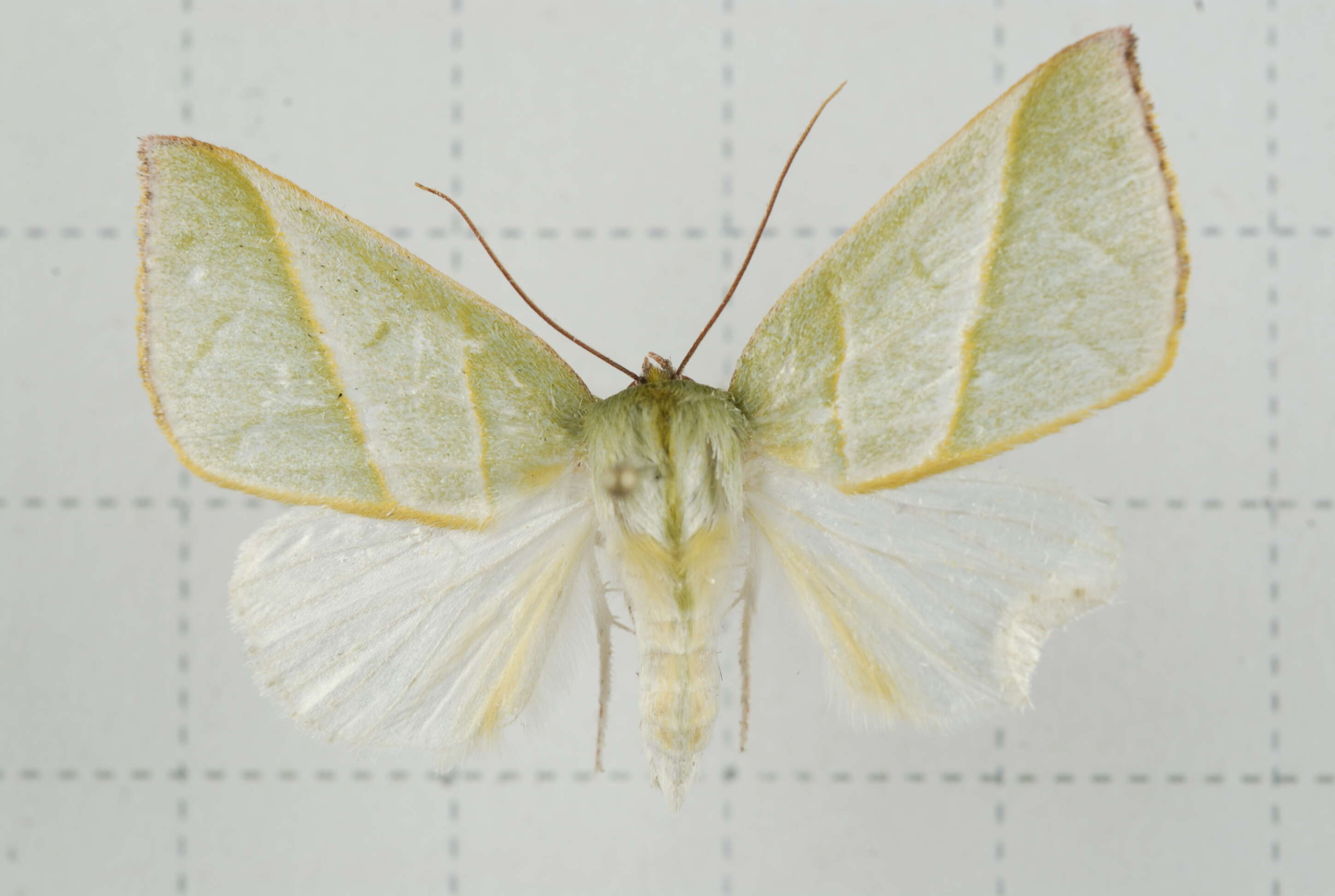 Image of Hylophilodes tsukusensis Nagano 1918