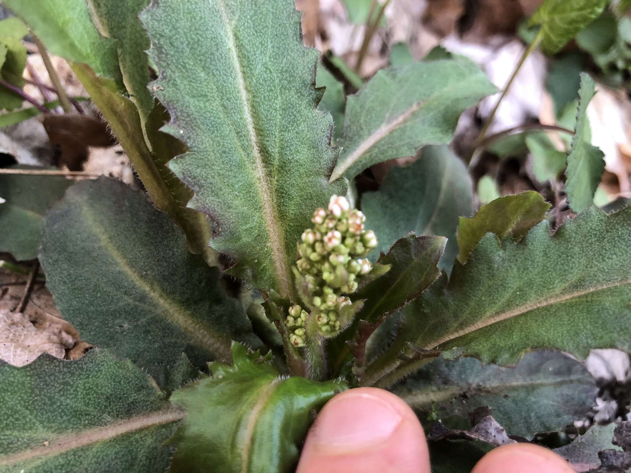 Image of Lettuce-Leaf Pseudosaxifrage