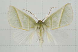 Image of Hylophilodes tsukusensis Nagano 1918