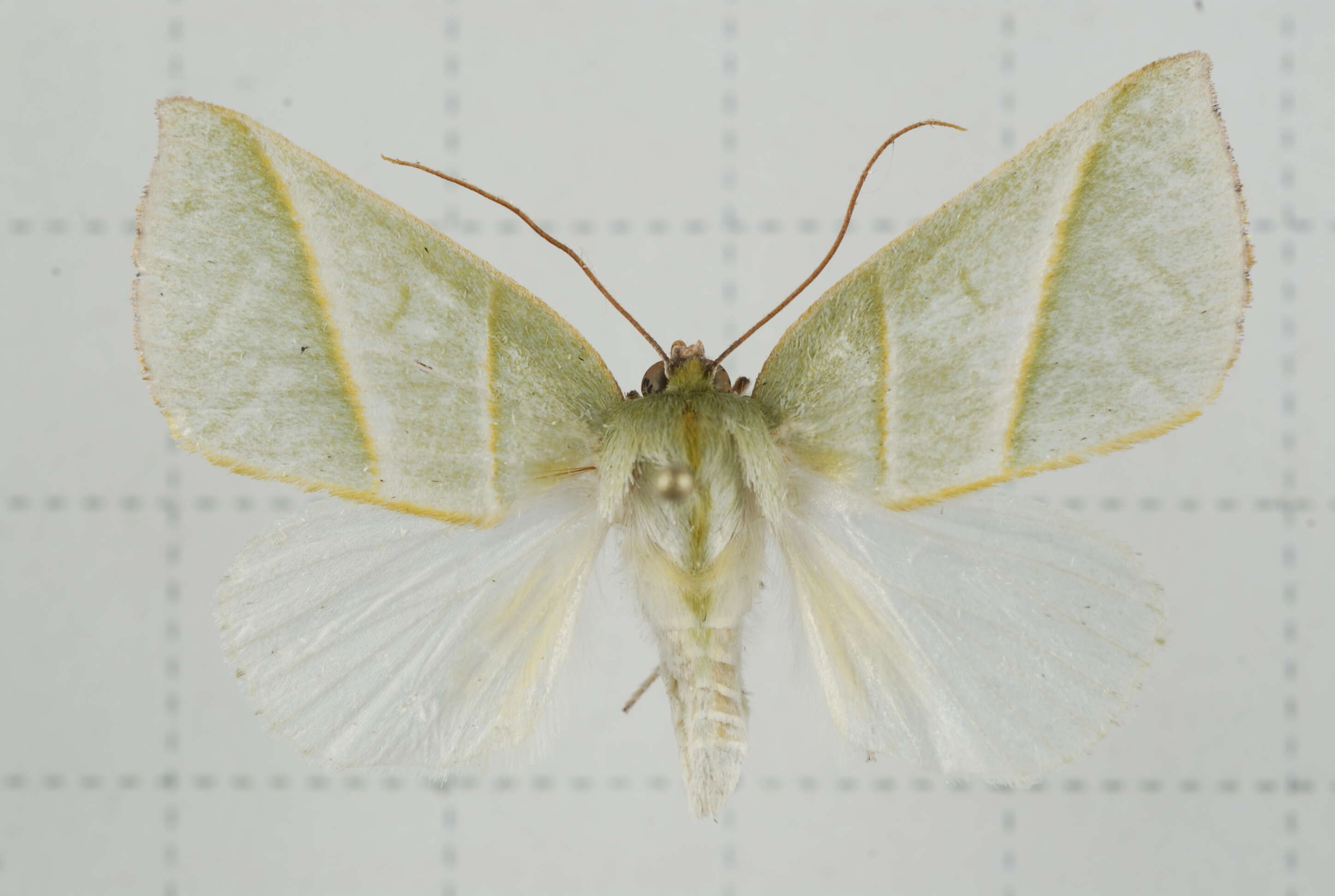 Image of Hylophilodes tsukusensis Nagano 1918