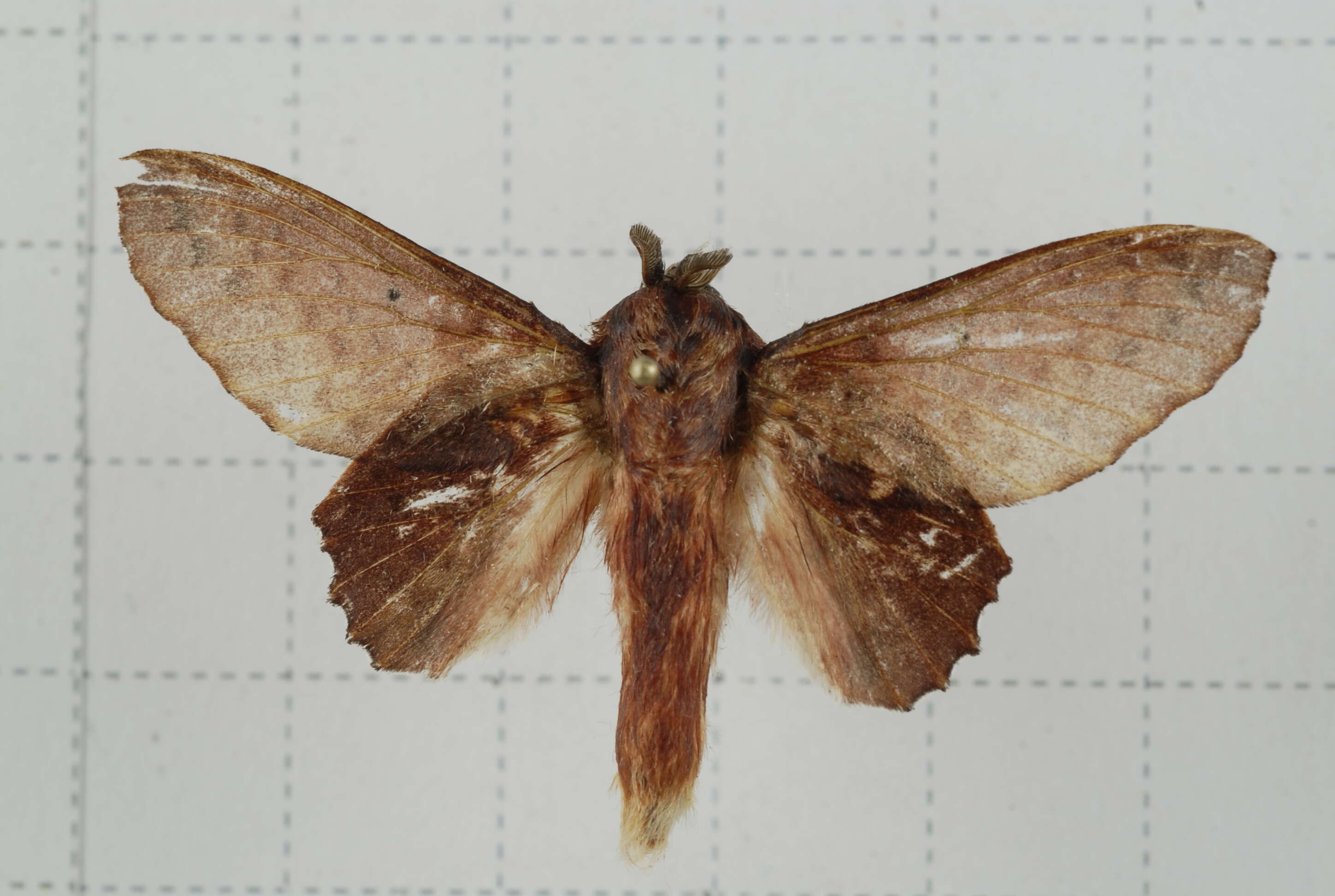 Image of Paradoxopla sinuata Moore 1879