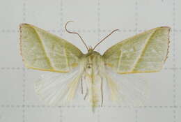 Image of Hylophilodes tsukusensis Nagano 1918