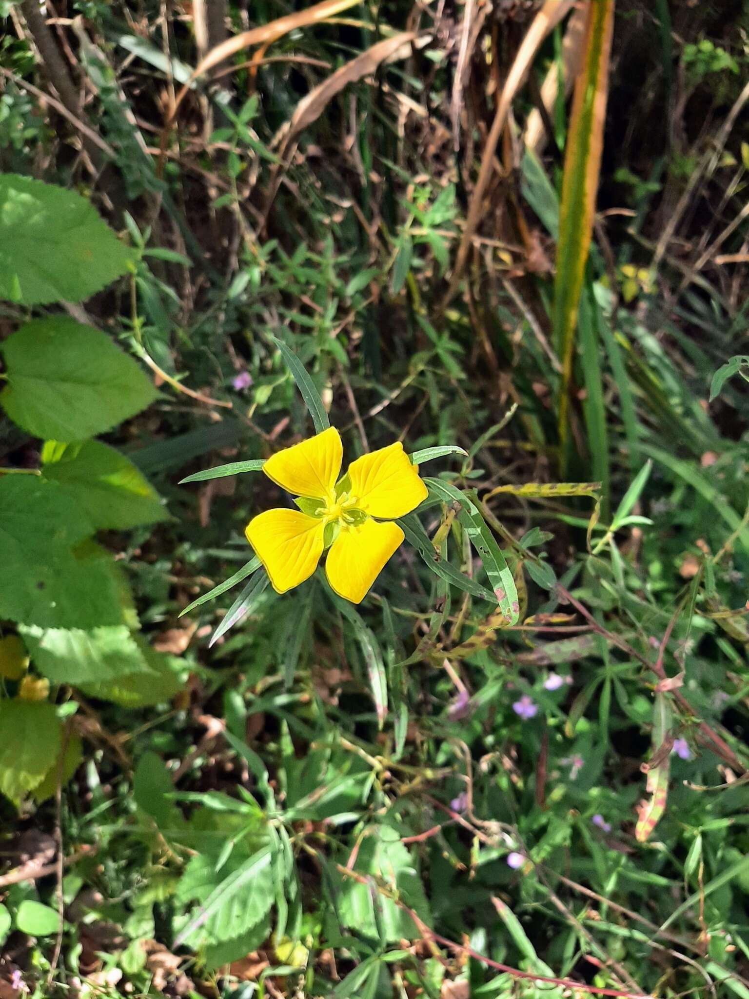 صورة Ludwigia bonariensis (Micheli) Hara