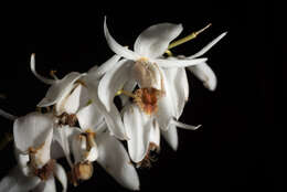 Image of Coelogyne barbata Lindl. ex Griff.