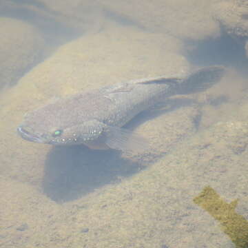 Image of <i>Ophiocara ophicephalus</i>