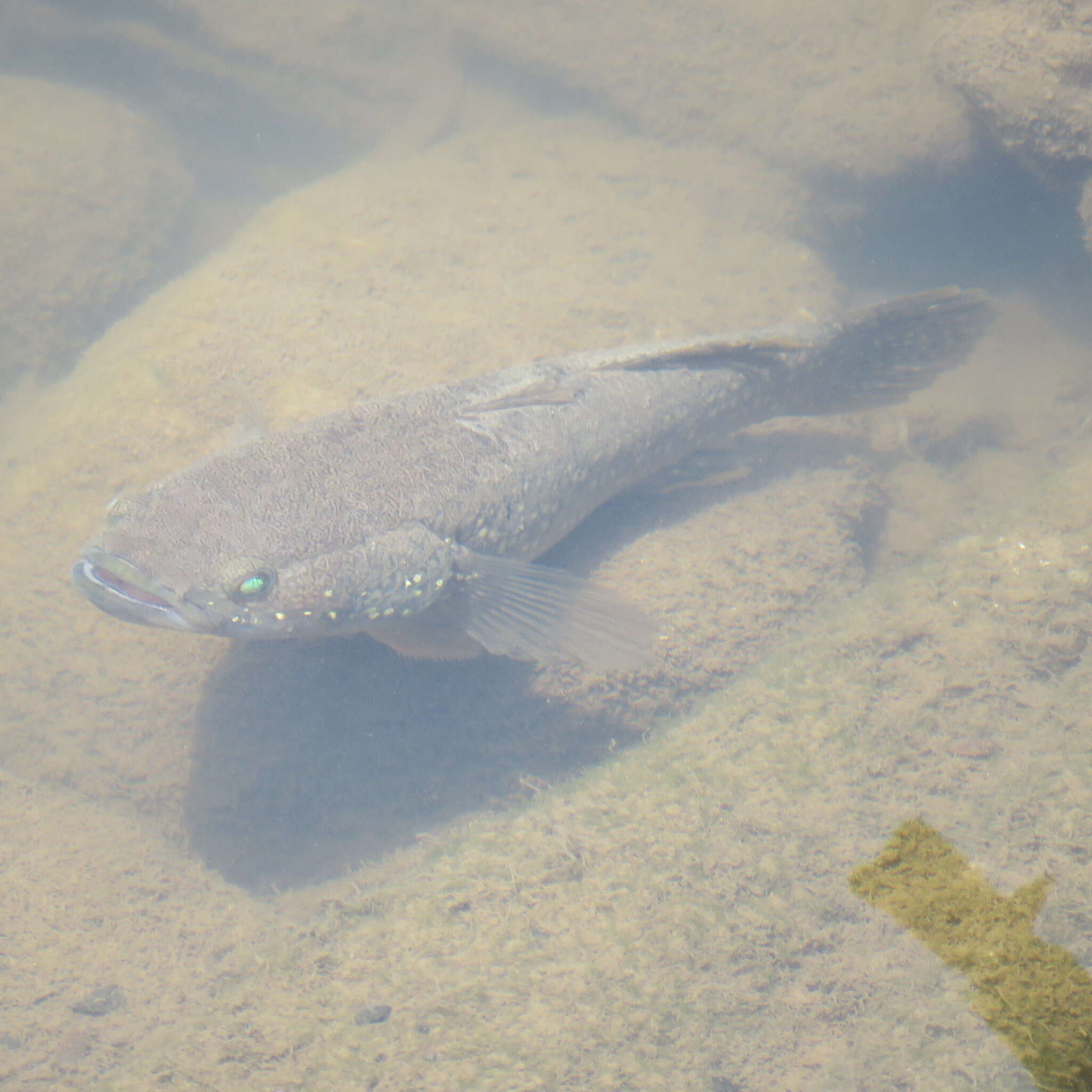 صورة <i>Ophiocara ophicephalus</i>