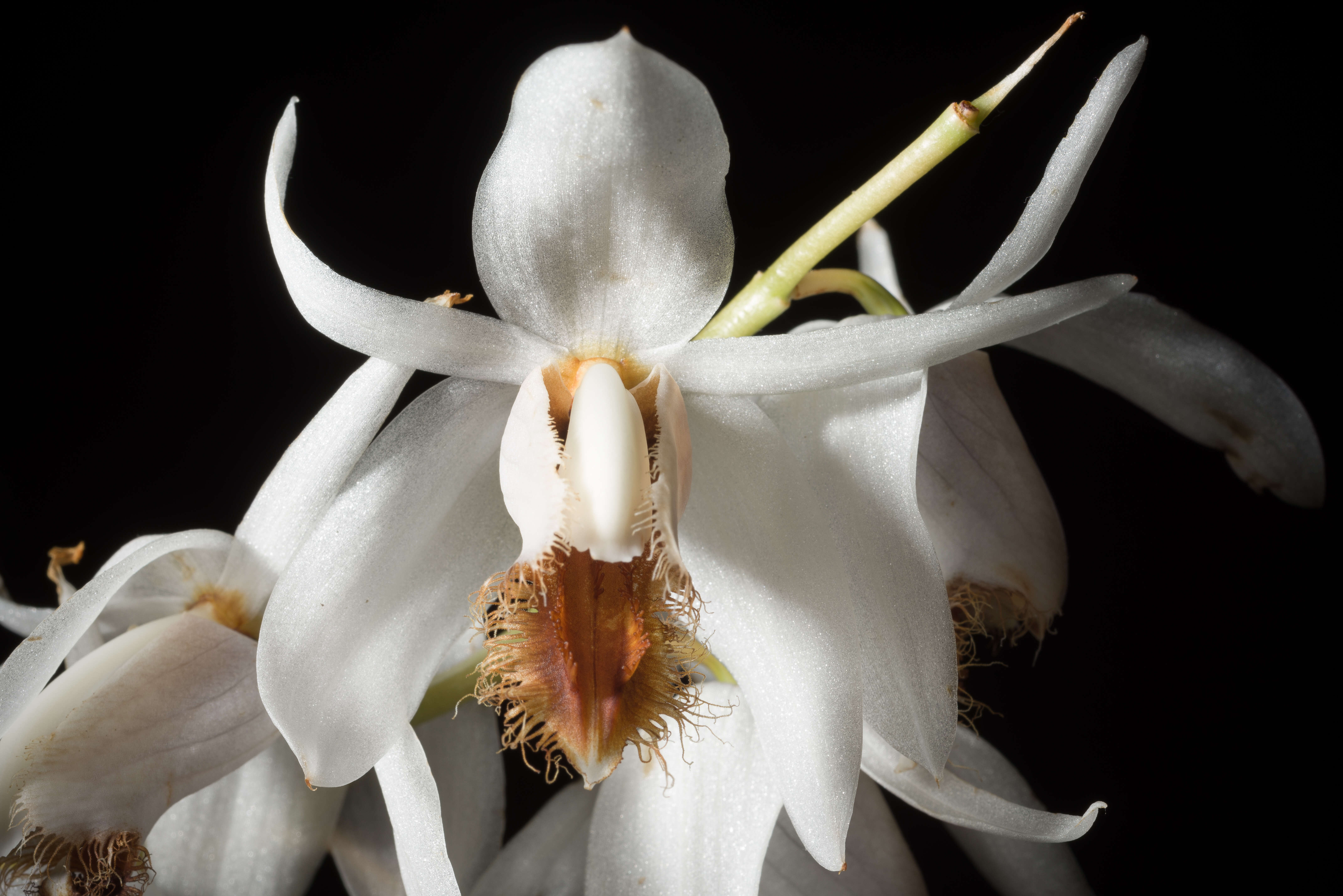 Image of Coelogyne barbata Lindl. ex Griff.