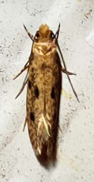 Image of Niditinea orleansella (Chambers 1873)