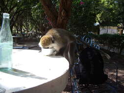 Image of vervet monkey