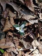 Image of snow trillium