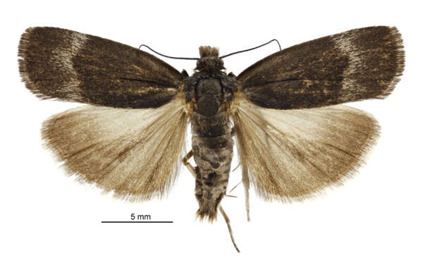 Image of Orocrambus melampetrus Purdie 1884