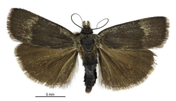 Image of Orocrambus melampetrus Purdie 1884