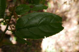 Image of Rhamnus glandulosa Ait.