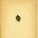 Sivun Phyllonorycter chiclanella (Staudinger 1859) kuva