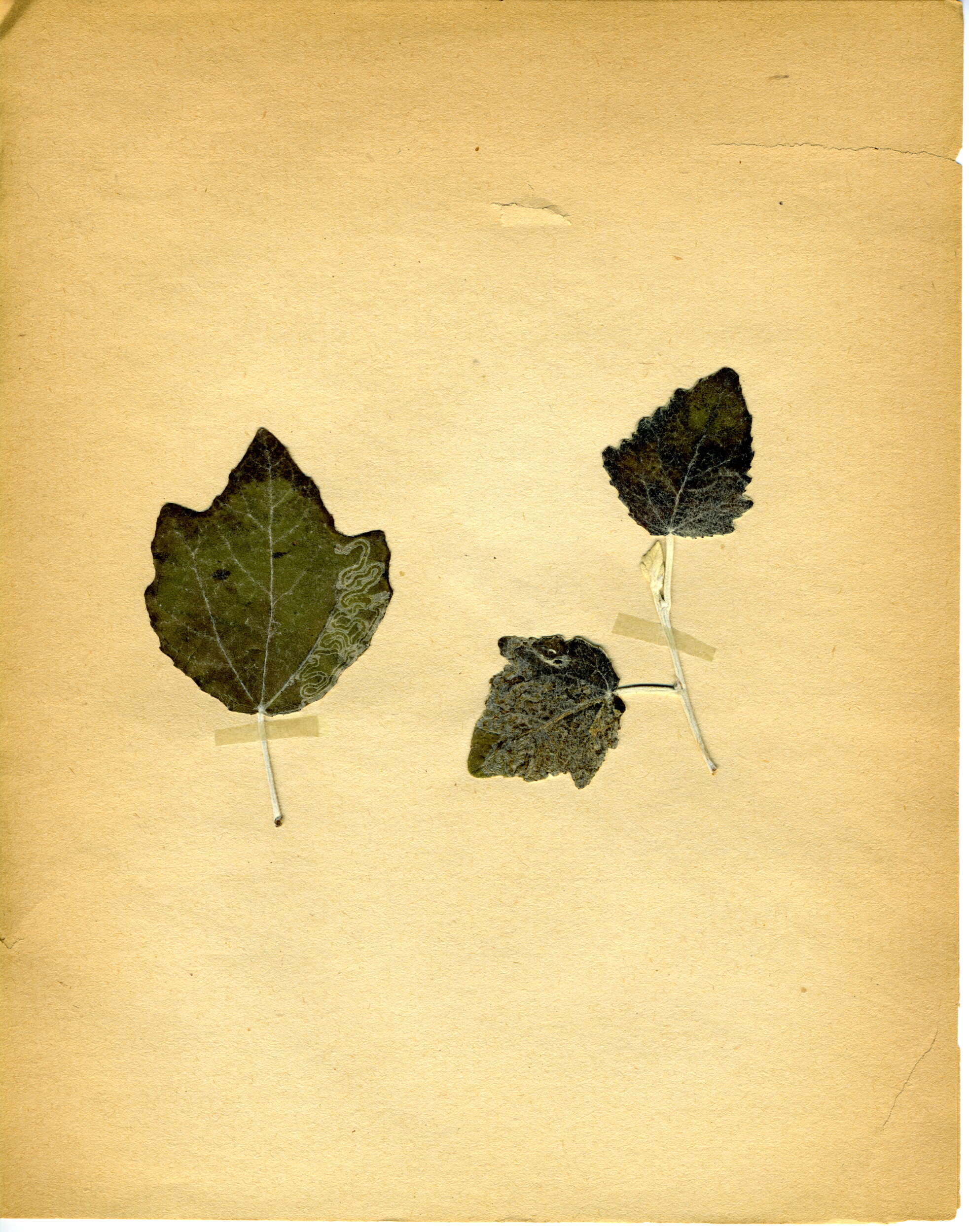 Image of Phyllocnistis xenia M. Hering 1936