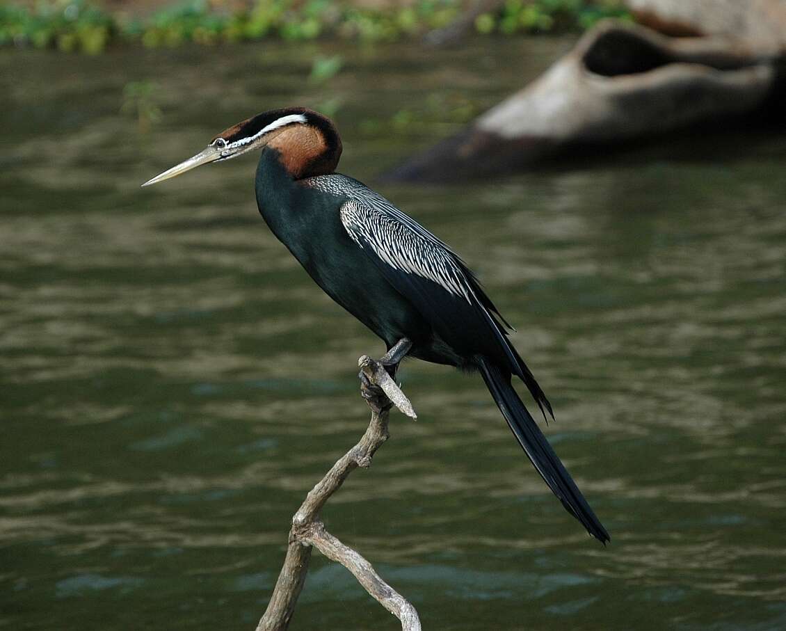 Image de Anhinga rufa vulsini Bangs 1918