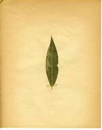 Image of Phyllocnistis valentinensis M. Hering 1936