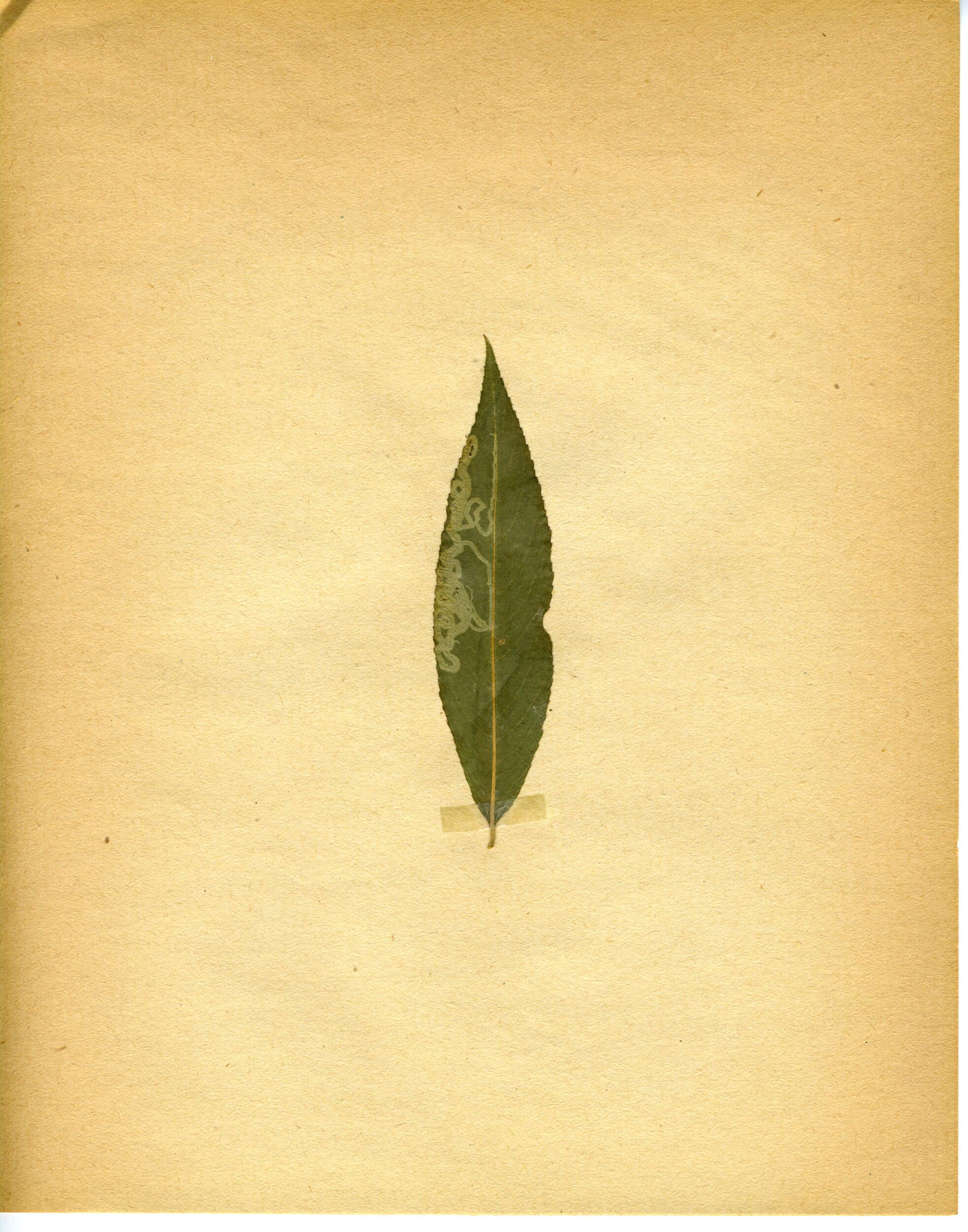 Image of Phyllocnistis valentinensis M. Hering 1936