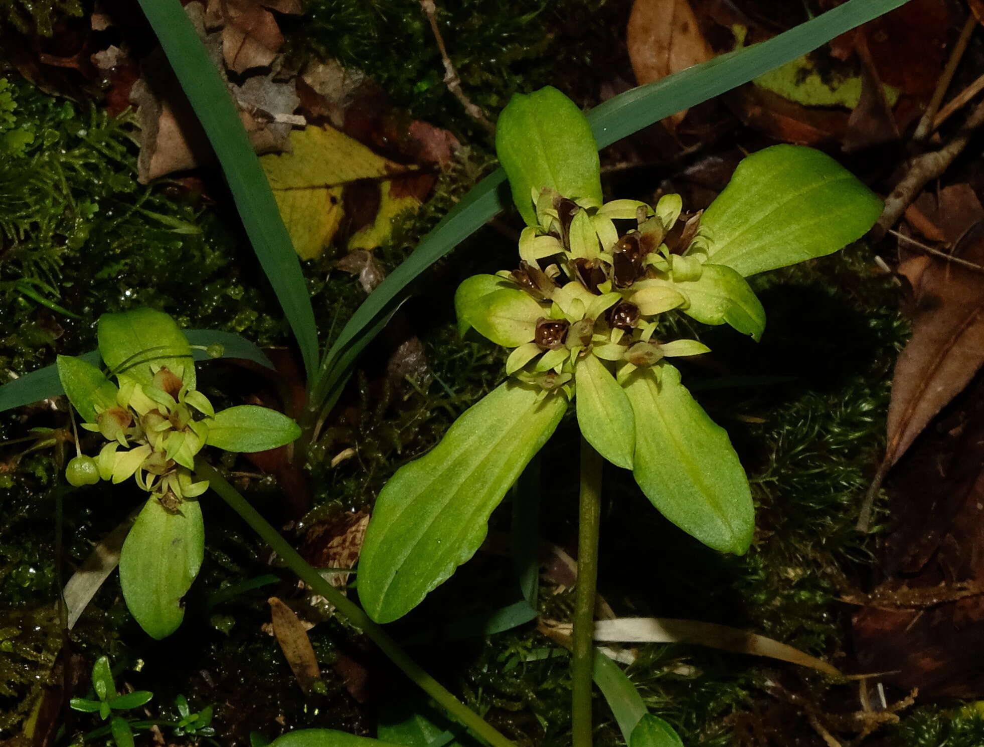 Image of Gentianella spenceri (Kirk) T. N. Ho & S. W. Liu