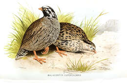 Image of Himalayan Quail