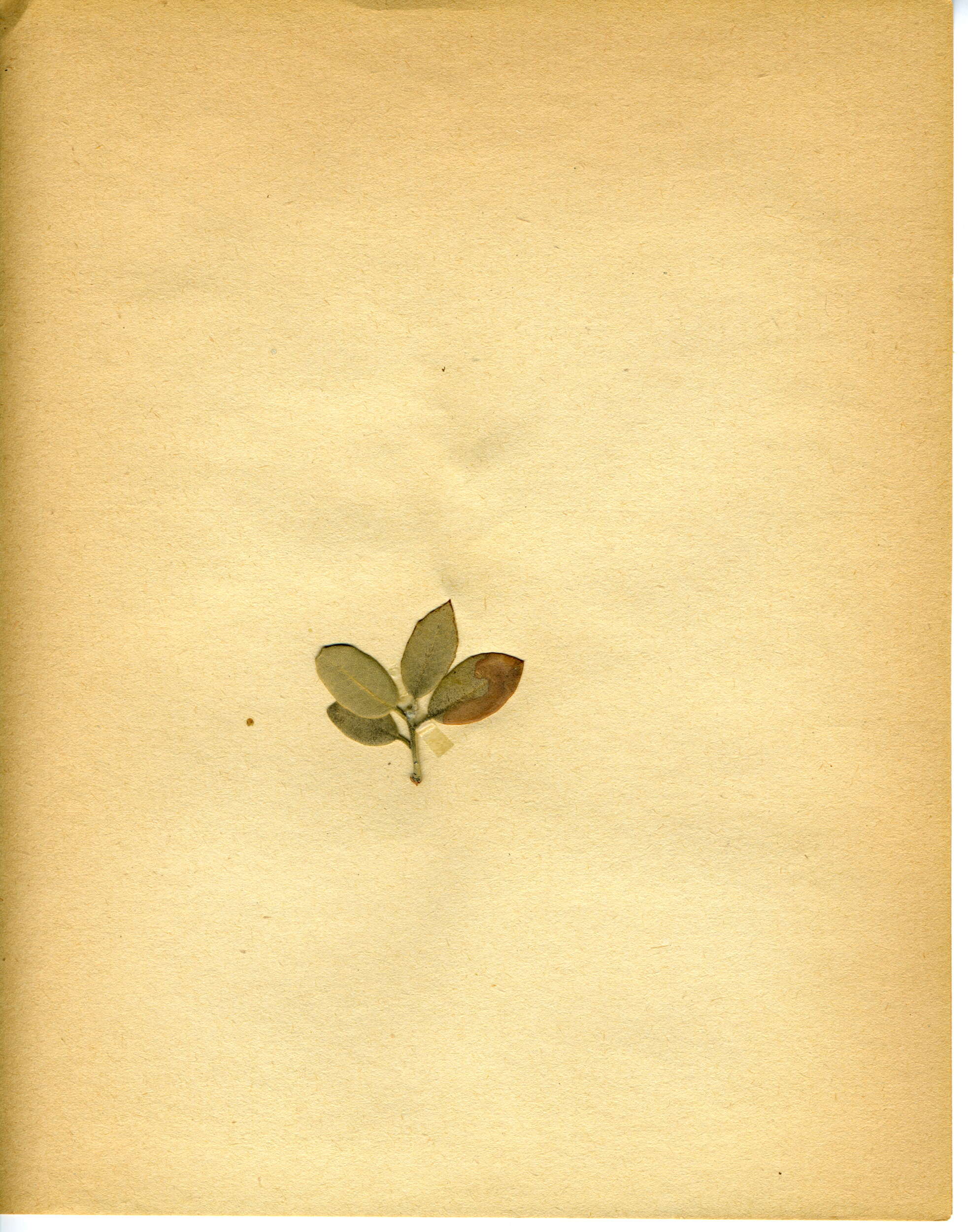 Image of Stigmella suberivora (Stainton 1869) Beirne 1945