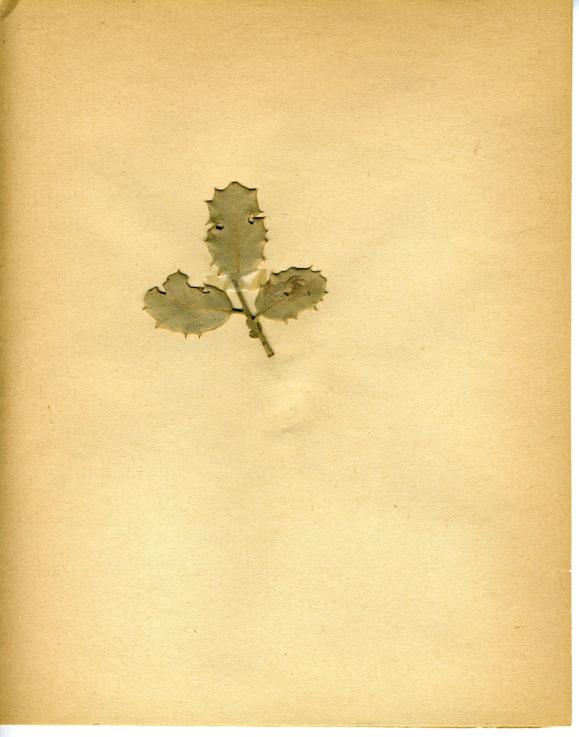 Image of Ectoedemia suberis (Stainton 1869) van Nieukerken 1985