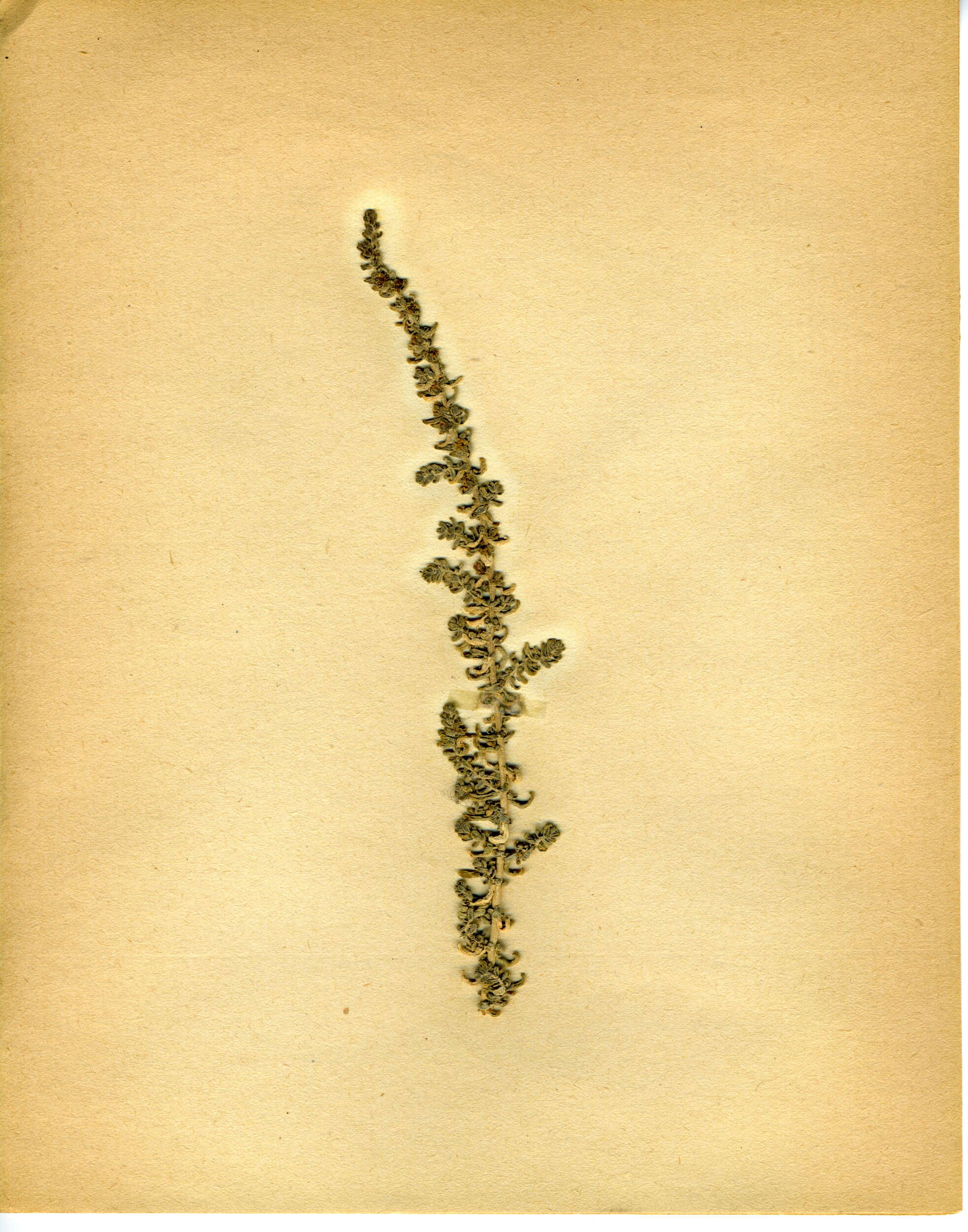 Image of Suaeda fruticosa (L.) Forsk.