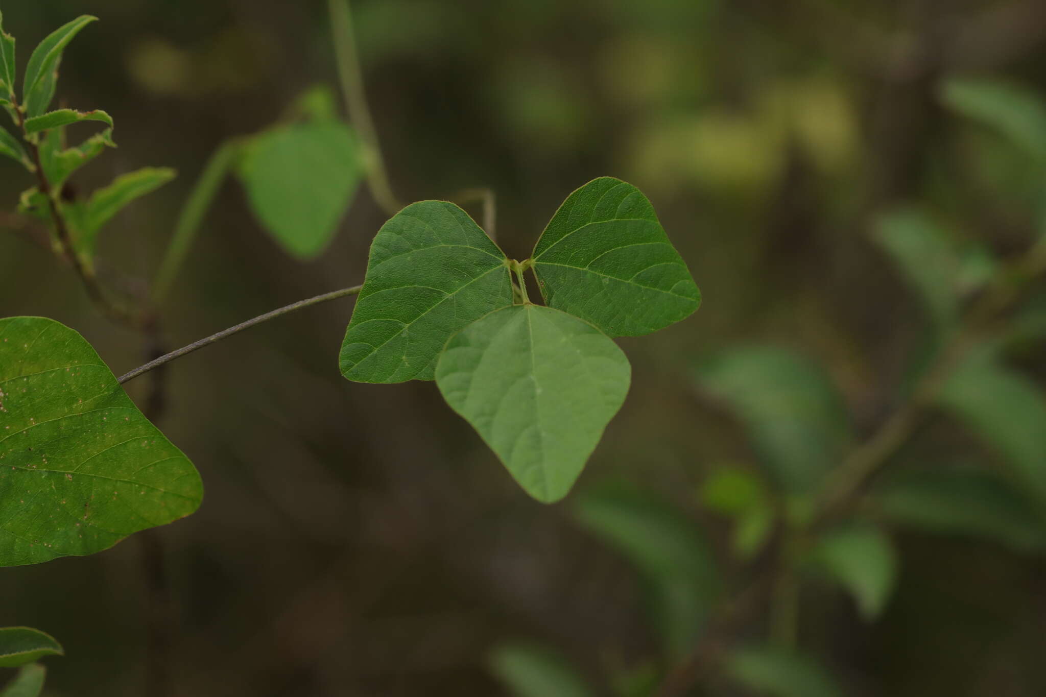 Imagem de Amphicarpaea bracteata subsp. edgeworthii (Benth.) H. Ohashi