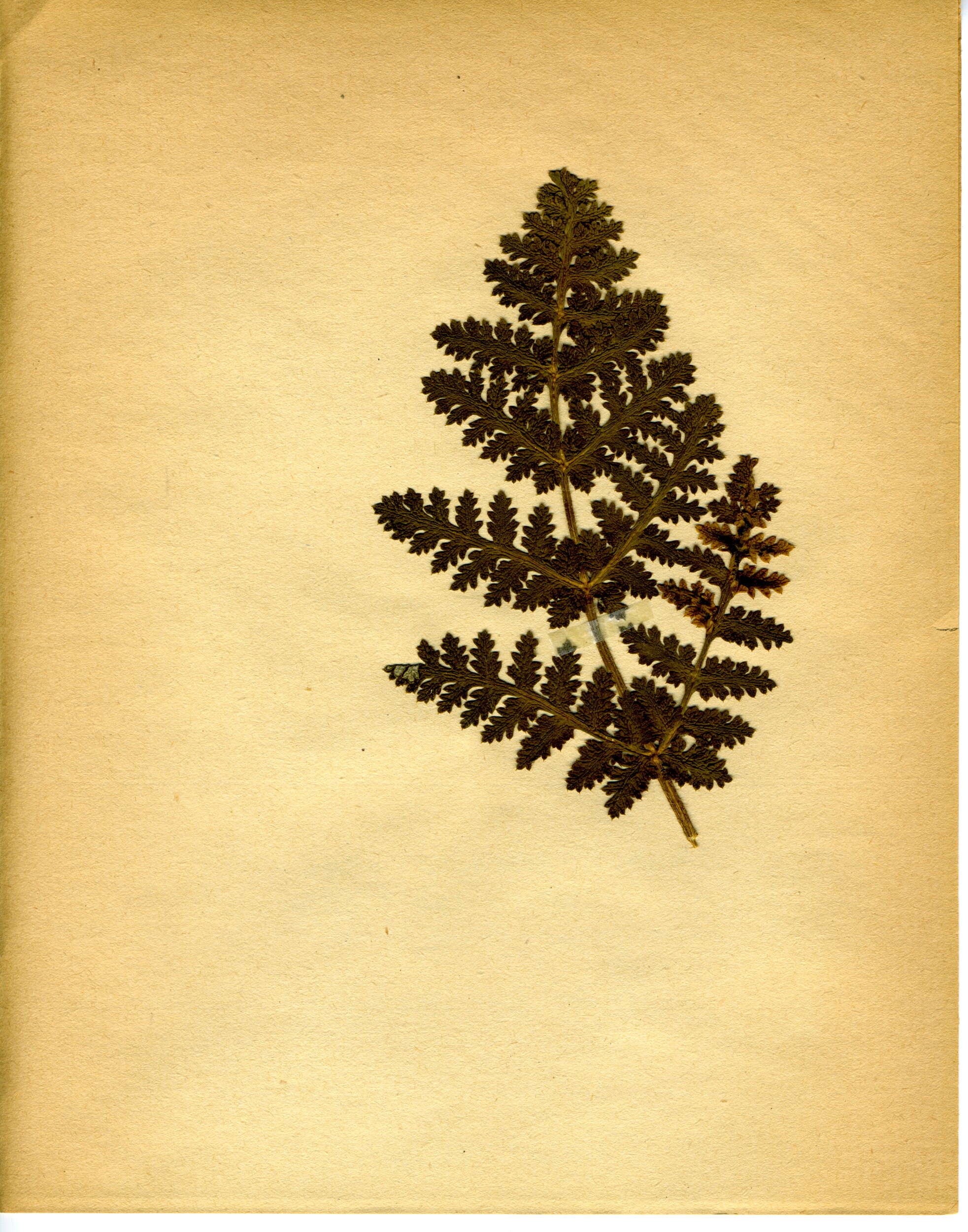 Image of Thapsia villosa L.