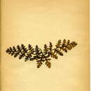 Image of Epermenia aequidentellus Hofmann 1867
