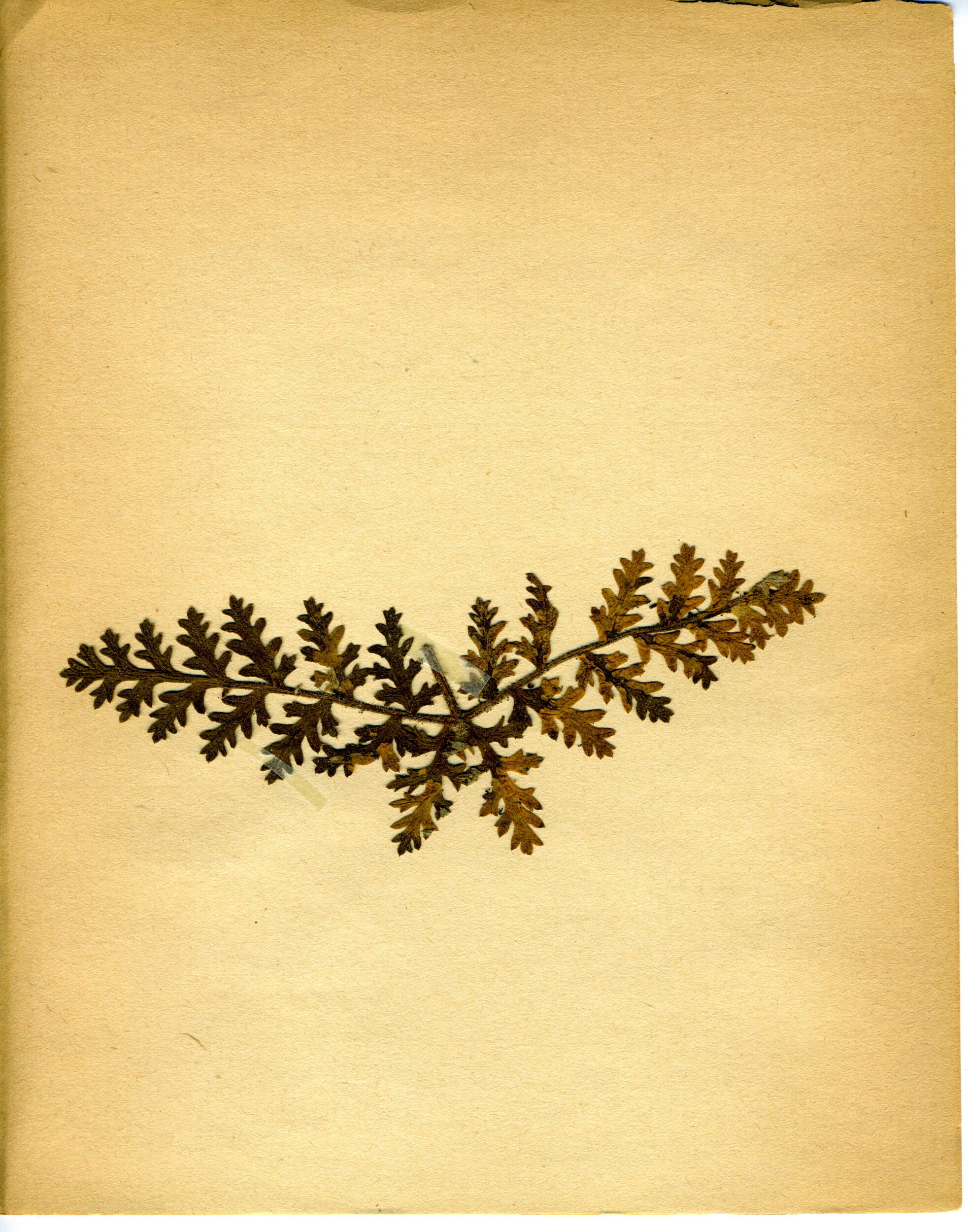 Image of Epermenia aequidentellus Hofmann 1867