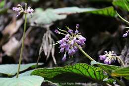 Image of Oreocharis benthamii var. reticulata Dunn