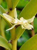 Dendrobium guamense Ames resmi