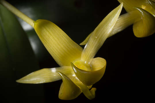 Слика од Bulbophyllum macranthoides Kraenzl.