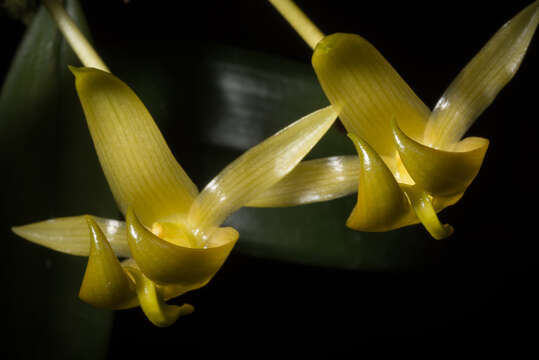 Слика од Bulbophyllum macranthoides Kraenzl.