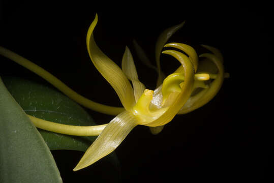 Слика од Bulbophyllum macranthoides Kraenzl.