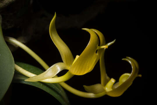 Слика од Bulbophyllum macranthoides Kraenzl.