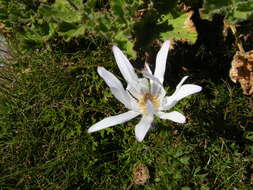 Imagem de Knowltonia tenuifolia (L. fil.) Mosyakin