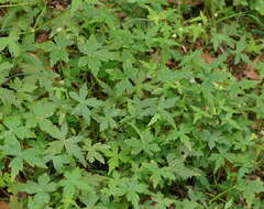Image of Hydrocotyle geraniifolia F. Müll.