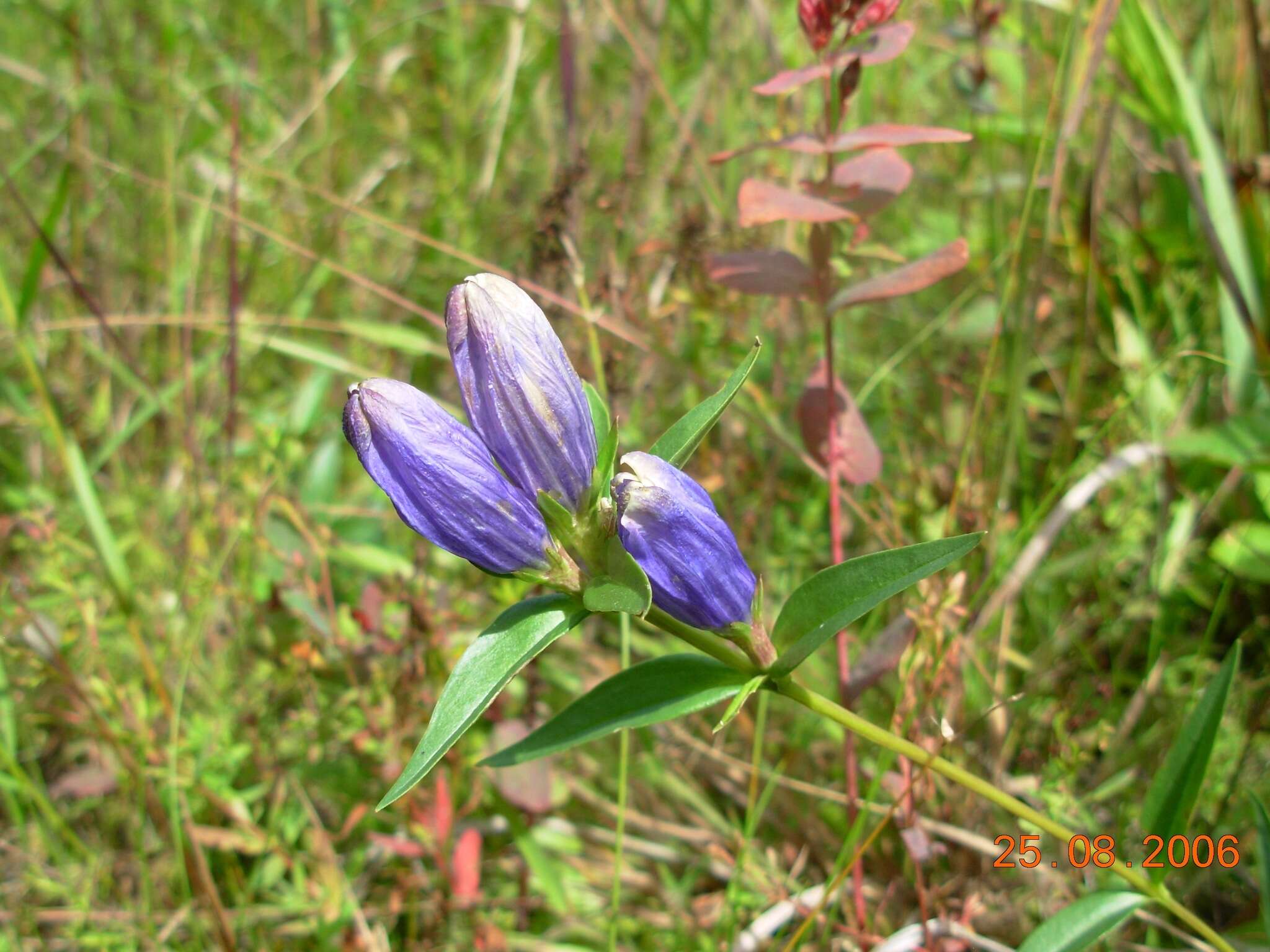 Imagem de Gentiana linearis Froel.