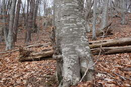 Image of Fagus taurica Popl.