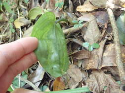 Imagem de Tainia cordifolia Hook. fil.