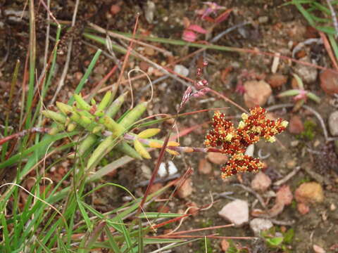 Image of Crassula mollis Thunb.