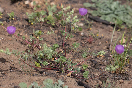 Image of Parry's mallow