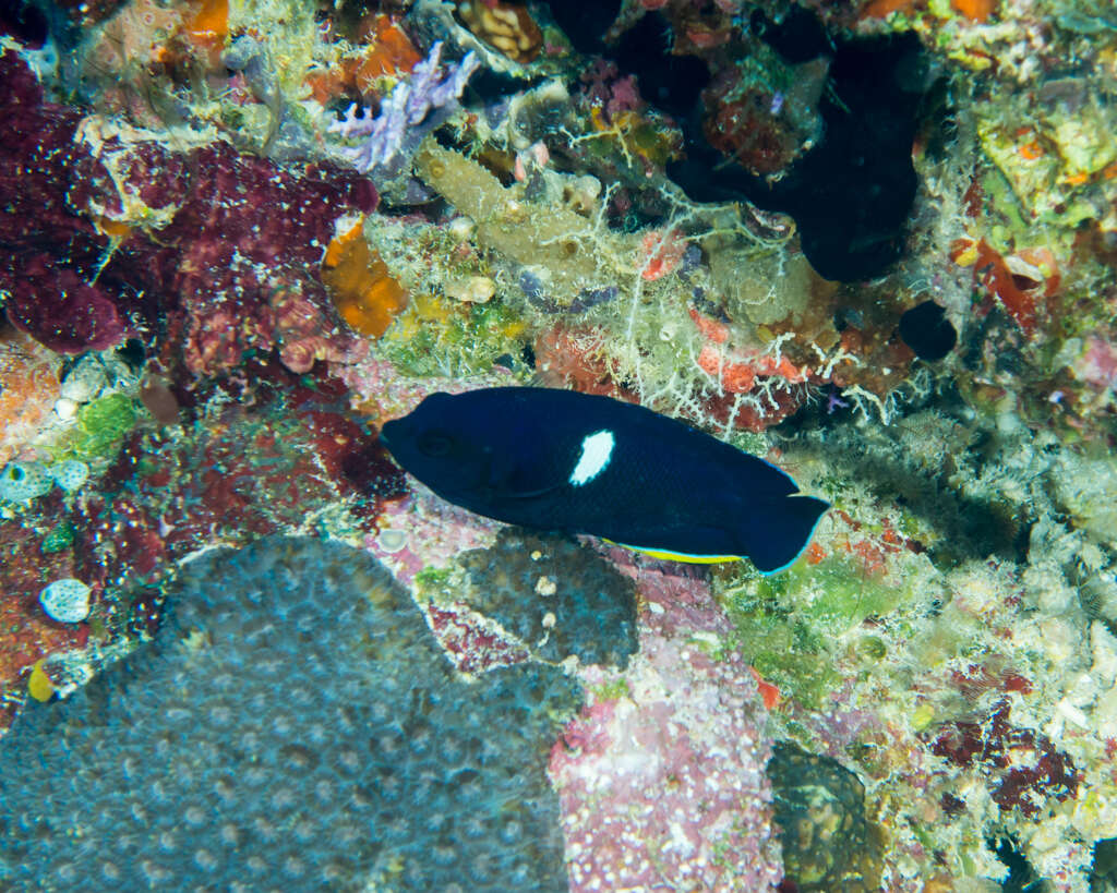 Image of Black Angelfish