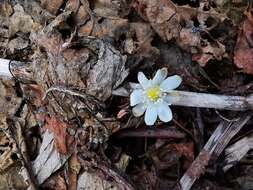 Image of Anemone amurensis Korshinsky