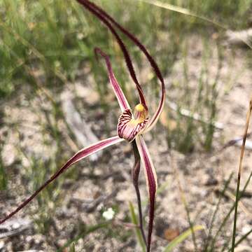 Image of Joseph's spider orchid