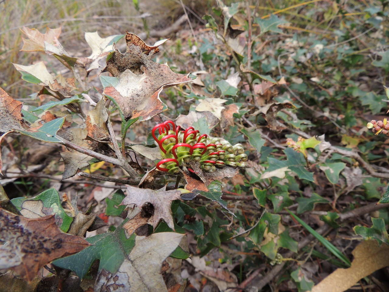 Plancia ëd Grevillea steiglitziana N. A. Wakefield